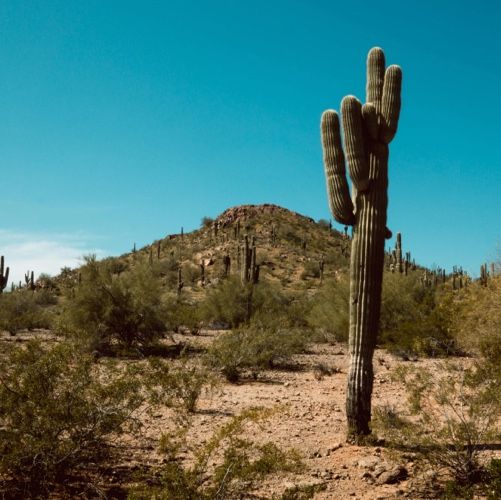 Phoenix skyline