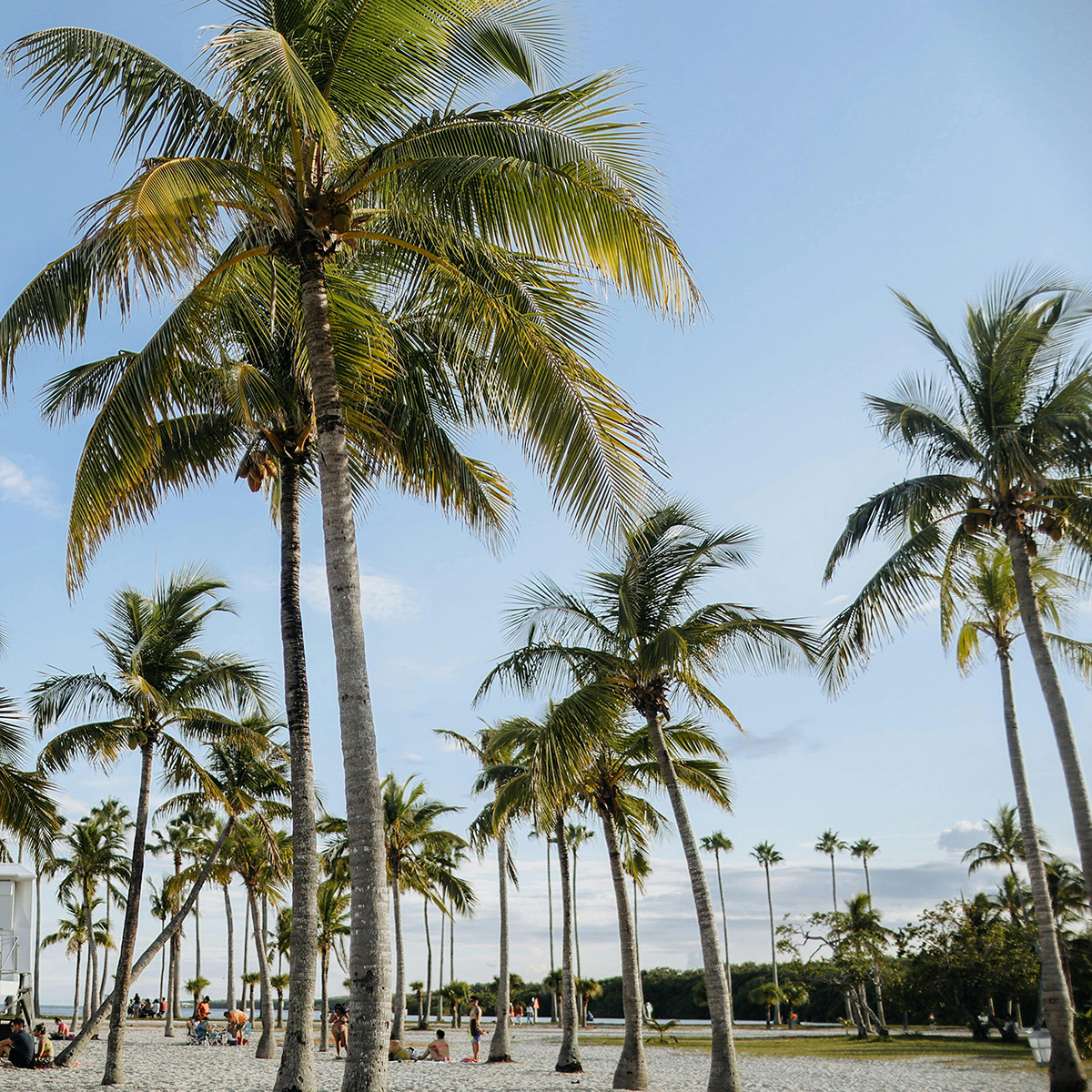 Miami skyline